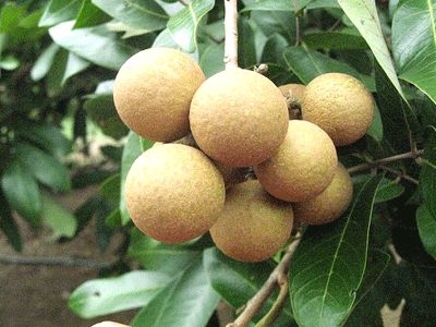 Nhãn Lồng Hưng Yên
